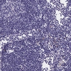Immunohistochemical staining of human Lymph node shows no positivity in non-germinal center cells as expected.