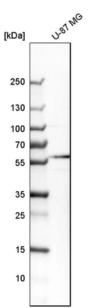 Western blot analysis in human cell line U-87 MG.