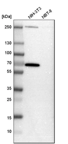 Western blot analysis in mouse cell line NIH-3T3 and rat cell line NBT-II.