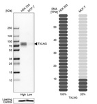 Anti-TXLNG Antibody