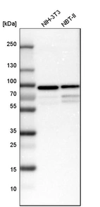 Western blot analysis in mouse cell line NIH-3T3 and rat cell line NBT-II.