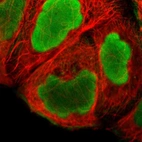 Immunofluorescent staining of human cell line A-431 shows localization to nucleus & actin filaments.