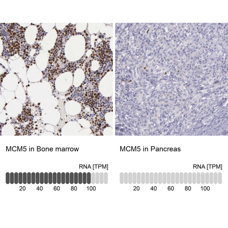 Anti-MCM5 Antibody