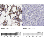 Anti-MCM5 Antibody