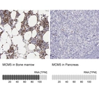 Anti-MCM5 Antibody