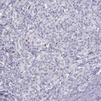 Anti-MCM5 Antibody