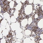 Immunohistochemical staining of human bone marrow shows high expression.