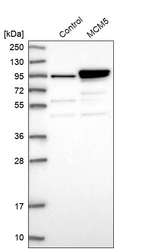 Western blot analysis in control (vector only transfected HEK293T lysate) and MCM5 over-expression lysate (Co-expressed with a C-terminal myc-DDK tag (~3.1 kDa) in mammalian HEK293T cells, LY402012).