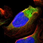 Immunofluorescent staining of human cell line U-2 OS shows localization to cytosol & mitochondria.