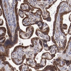 Immunohistochemical staining of human placenta shows strong cytoplasmic positivity in trophoblastic cells.