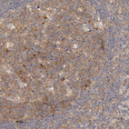 Immunohistochemical staining of human lymphoid tissues shows moderate to strong cytoplasmic positivity in germinal center cells.
