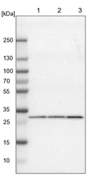 Lane 1: NIH-3T3 cell lysate (Mouse embryonic fibroblast cells)_br/_Lane 2: NBT-II cell lysate (Rat Wistar bladder tumour cells)_br/_Lane 3: PC12 cell lysate (Pheochromocytoma of rat adrenal medulla)