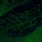 Anti-SYNJ2BP Antibody