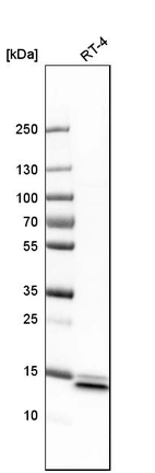 Western blot analysis in human cell line RT-4.