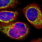 Immunofluorescent staining of human cell line A-431 shows localization to mitochondria.