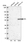 Anti-EIF5 Antibody