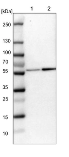 Lane 1: NIH-3T3 cell lysate (Mouse embryonic fibroblast cells)_br/_Lane 2: NBT-II cell lysate (Rat Wistar bladder tumour cells)