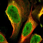 Immunofluorescent staining of human cell line U-2 OS shows localization to nucleoplasm & cytosol.