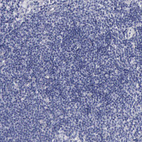 Immunohistochemical staining of human lymph node shows no positivity in non-germinal center cells as expected.