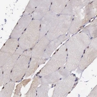 Immunohistochemical staining of human skeletal muscle shows moderate nuclear positivity in myocytes.