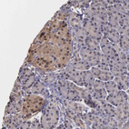 Immunohistochemical staining of human pancreas shows moderate nuclear positivity in islets of Langerhans.