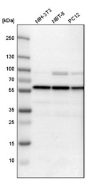 Western blot analysis in mouse cell line NIH-3T3, rat cell line NBT-II and rat cell line pC12.
