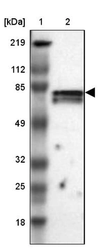 Lane 1: Marker [kDa] 219, 112, 85, 49, 32, 25, 18_br/_Lane 2: Human cell line RT-4
