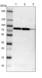 Lane 1: NIH-3T3 cell lysate (Mouse embryonic fibroblast cells)_br/_Lane 2: NBT-II cell lysate (Rat Wistar bladder tumour cells)_br/_Lane 3: PC12 cell lysate (Pheochromocytoma of rat adrenal medulla)