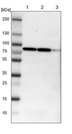Lane 1: NIH-3T3 cell lysate (Mouse embryonic fibroblast cells)_br/_Lane 2: NBT-II cell lysate (Rat Wistar bladder tumour cells)_br/_Lane 3: PC12 cell lysate (Pheochromocytoma of rat adrenal medulla)