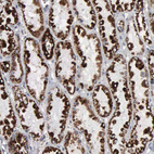 Anti-HSPA9 Antibody