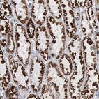 Anti-HSPA9 Antibody