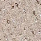 Immunohistochemical staining of human cerebral cortex shows strong positivity in mitochondria in neurons.