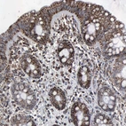 Immunohistochemical staining of human colon shows strong positivity in mitochondria in glandular cells.
