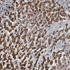 Immunohistochemical staining of human liver shows strong positivity in mitochondria in hepatocytes.