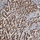 Immunohistochemical staining of human liver shows strong positivity in mitochondria in hepatocytes.