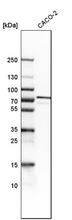 Western blot analysis in human cell line CACO-2.