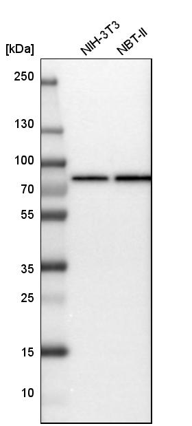 Rabbit Polyclonal AntiHSPA9 Antibody Buy for research Highly