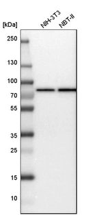 Western blot analysis in mouse cell line NIH-3T3 and rat cell line NBT-II.