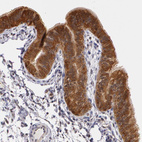 Anti-AHSA1 Antibody