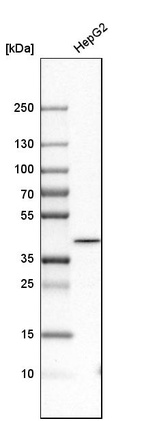 Anti-GMPR2 Antibody