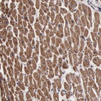 Anti-PSMA3 Antibody