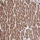 Anti-PSMA3 Antibody