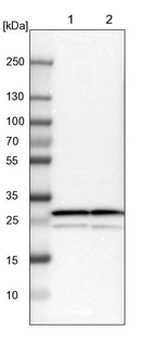 Lane 1: NIH-3T3 cell lysate (Mouse embryonic fibroblast cells)_br/_Lane 2: NBT-II cell lysate (Rat Wistar bladder tumour cells)