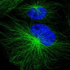 Immunofluorescent staining of human cell line U-251 MG shows localization to microtubules.