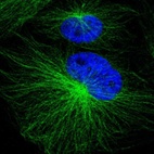 Anti-PSMA3 Antibody