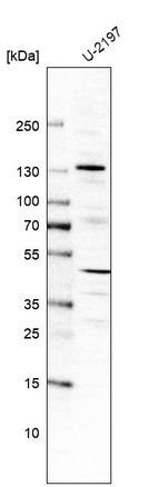 Anti-FGD1 Antibody