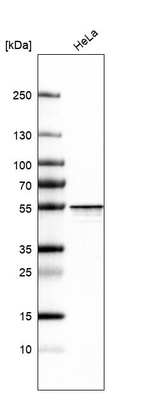 Anti-HNRNPH2 Antibody