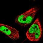 Anti-HNRNPH2 Antibody