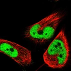 Immunofluorescent staining of human cell line U-251 MG shows localization to nucleoplasm.