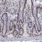 Immunohistochemical staining of human small intestine shows moderate nuclear positivity in glandular cells.